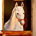 horse stable door -  white horse head